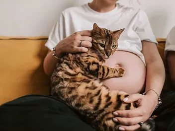Why Is My Cat Extra Clingy When I'm Pregnant? 4 Vet Verified Reasons