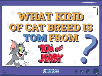 What Kind of Cat Breed Is Tom From Tom & Jerry? Cartoon Cat Facts