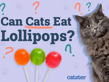 Can Cats Eat Lollipops? Health Risks & Vet-Approved Alternatives