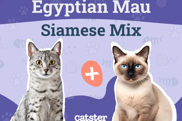 Egyptian Mau Siamese Mix: Info, Pictures, Traits & Facts