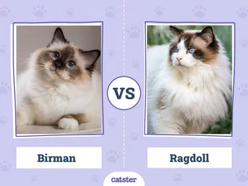 Birman vs Ragdoll: The Differences (With Pictures)