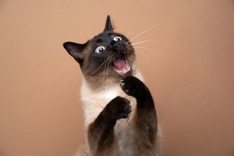 Siamese point cat with funny expression