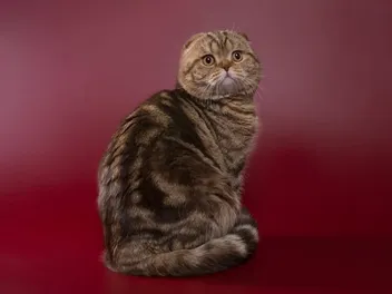 12 Incredible Scottish Fold Cat Facts; Origin, Appearance & More