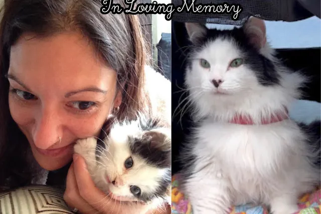 Remembering The Oreo Cat - A Mother's Tribute