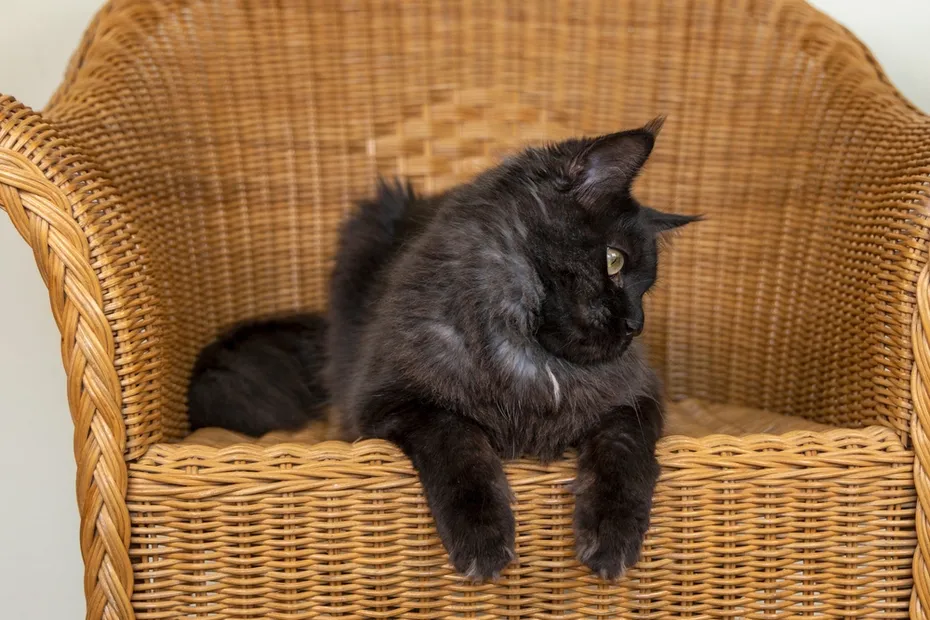 smoke maine coon cat lying on the chair