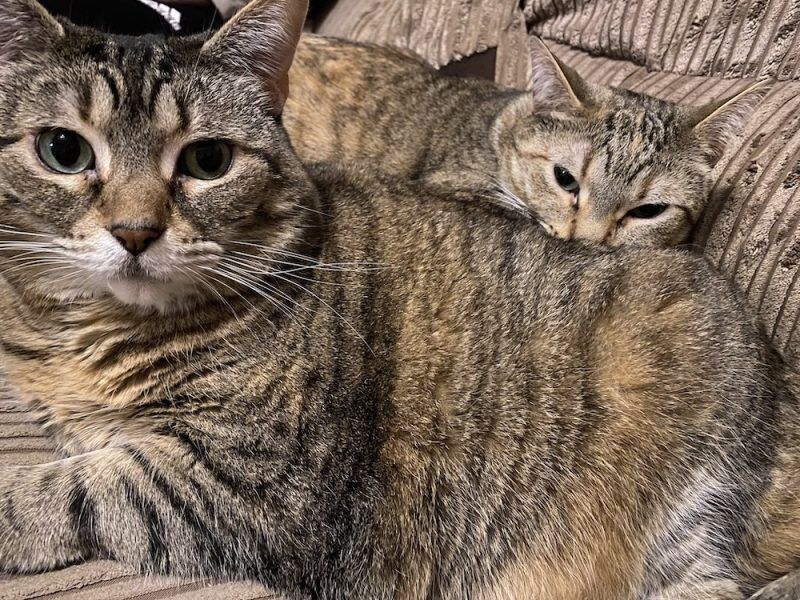 Referrals & Second Opinions For Your Cat: Everything to Know