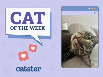 Catster Photo Contest: Cats of the Week Winners (Jan 9, 2025)