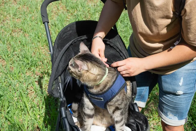 3 Amazing DIY Cat Stroller Plans You Can Create at Home (With Pictures)