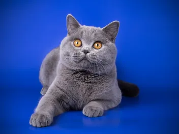 How Long Do British Shorthair Cats Live? Average Lifespan Data & Facts