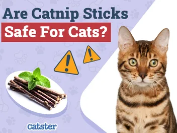 Are Catnip Sticks Safe for Cats? Vet-Reviewed Health & Safety Explored