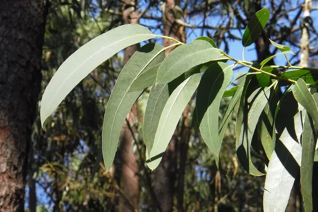 Do Cats Like Eucalyptus Scent? What You Should Know!