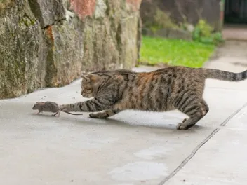Is It True That All Cats Kill Mice? Vet-Reviewed Facts & FAQ