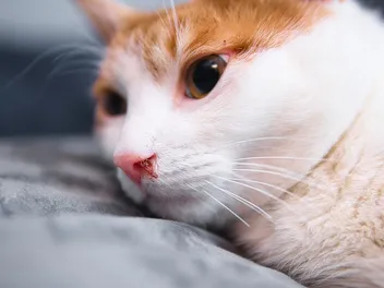 Cat Nose Bleeding? Our Vet Explains the Causes, What to Do & When to Worry