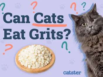 Can Cats Eat Grits? Vet-Reviewed Health Risks & Advice