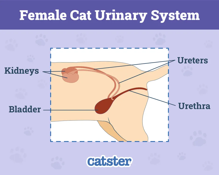 Female Cat Urinary System
