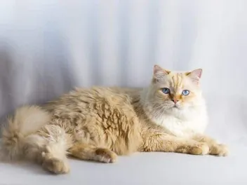Ragdoll Cat Grooming: 10 Vet-Approved Tips & Tricks