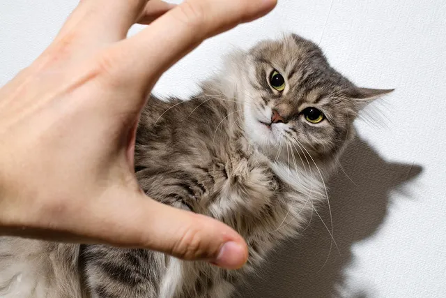 Why Doesn’t My Cat Like To Be Held Or Picked Up? 6 Vet-Reviewed Reasons
