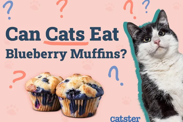 Can Cats Eat Blueberry Muffins? Vet Approved Facts & FAQ