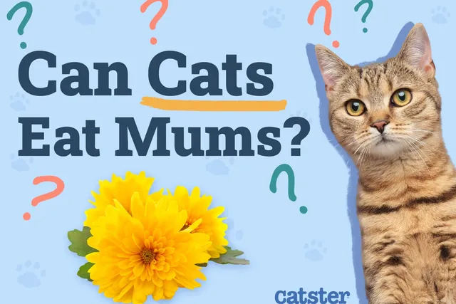 Can Cats Eat Mums? Vet-Approved Risks & FAQ