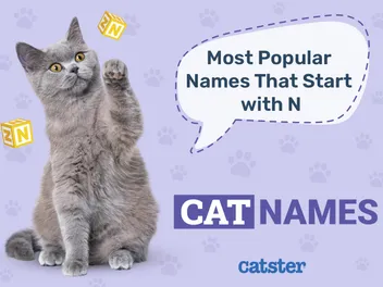 Most Popular Cat Names That Start With N in 2026