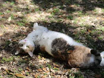 Why Do Cats Roll in Dirt? 6 Vet-Verified Reasons for This Behavior