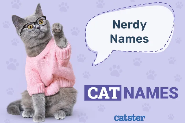 150+ Nerdy Cat Names: Great Ideas for Your Geeky Cat