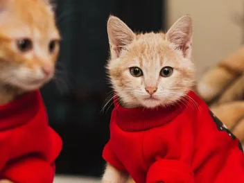 8 Amazing DIY Cat Onesies You Can Make Today (With Pictures)