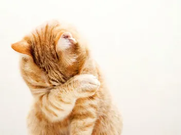 6 Most Common Eye Problems in Cats (Vet Answers)