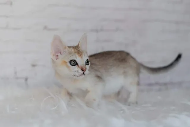 7 Cat Breeds With the Shortest Lifespans (Info & Pictures)
