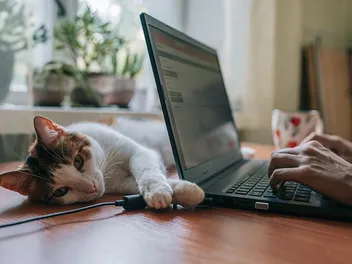 Cats Back to School Blues: 6 Ways to Prep Your Cat