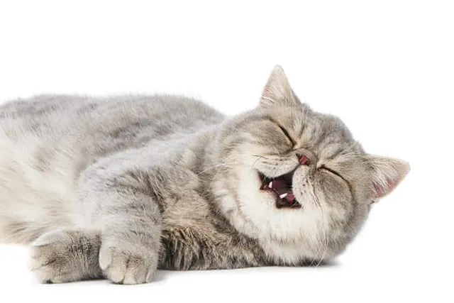 Do Cats Breathe Faster When They Purr? Vet-Verified Facts & FAQ