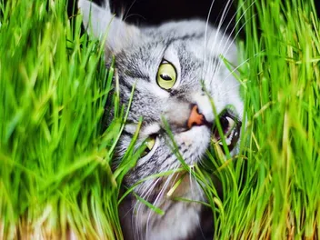 11 Health Benefits of Cat Grass: Vet-Reviewed Facts & Tips