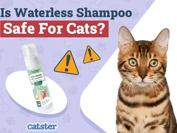 Is Waterless Shampoo Safe for Cats? Vet-Approved Benefits & Tips
