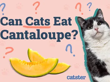 Can Cats Eat Cantaloupe? Vet-Approved Nutrition Facts & Advice