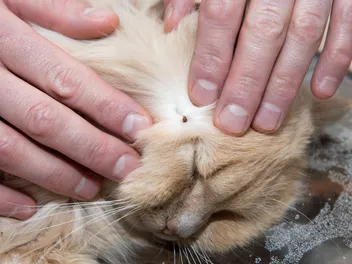 Lyme Disease in Cats: Causes, Signs & Treatments (Vet Answer)