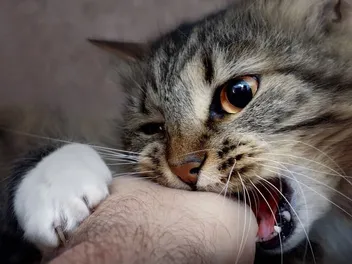 Petting Aggression: Why Cats Bite the Hand They Love & What to Do (Vet-Approved)