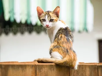 My Cat Is So Skinny I Can Feel Their Bones: Should I Worry? Vet-Reviewed Advice