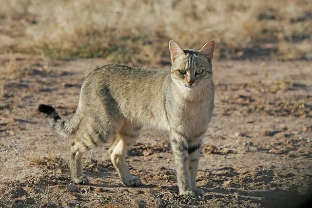 Going Back to the History Books: How Recent DNA Analysis is Rewriting Feline History