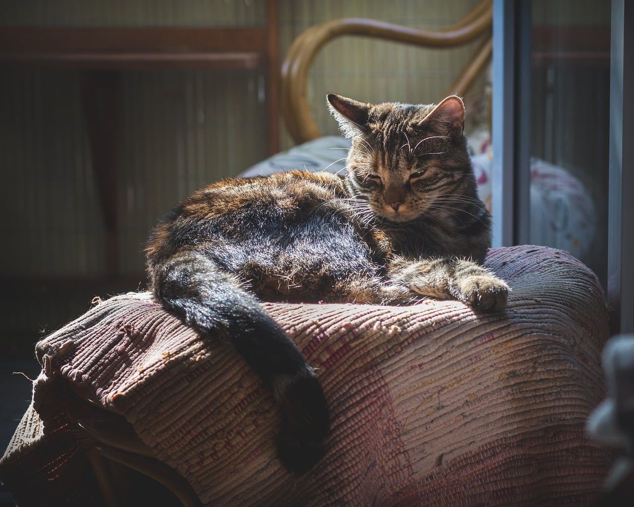 cat enjoying the warm spot