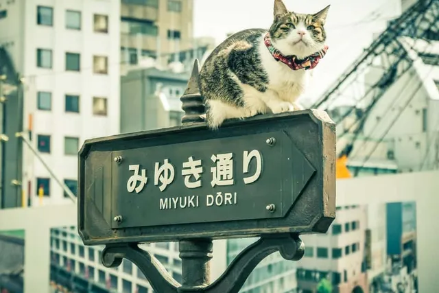 What Place Do Cats Have in Japanese Culture? History, Art & Folklore