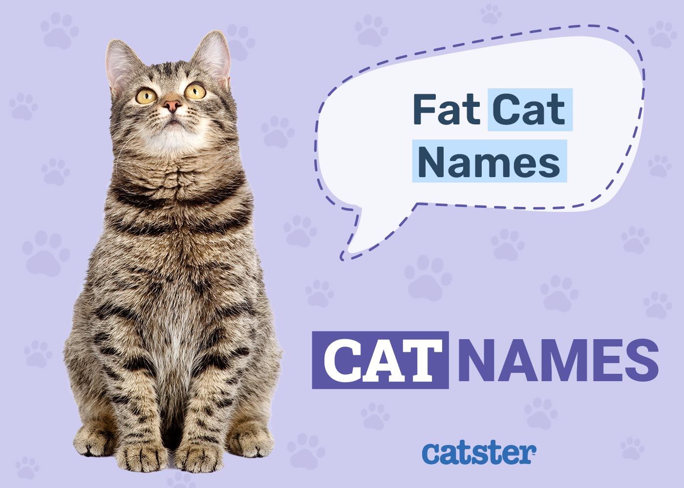 Fat Cat Names