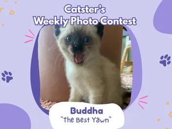Catster’s Weekly Photo Contest Winners: The Best Yawn (April 2, 2026)