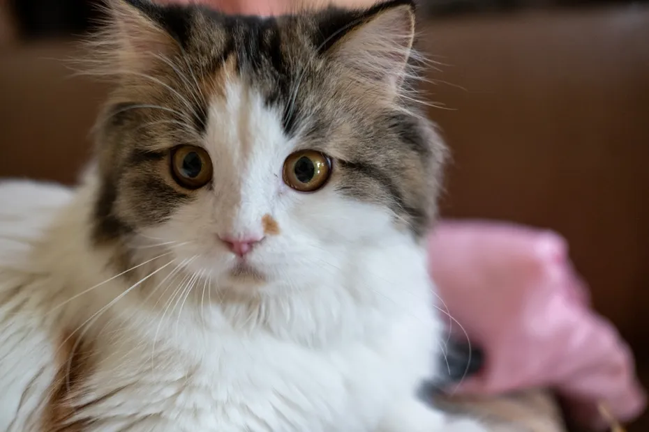 Mixed breed cat between Maine Coon and Scottish Fold