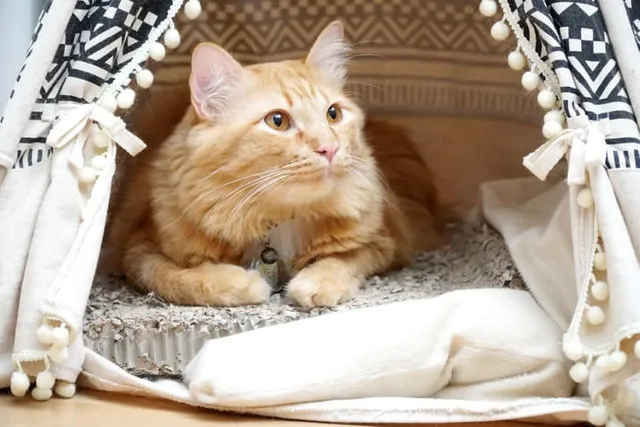 11 DIY Cat Tents & Teepees You Can Make Today (With Pictures)