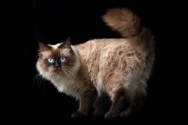 Neva Masquerade (Colorpoint Variety): Info, Pictures, Facts & Traits