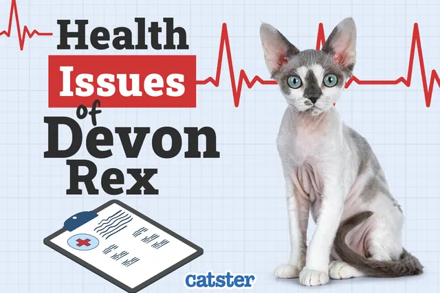 Devon Rex Cat Health Problems: 8 Vet-Reviewed Inherited Issues