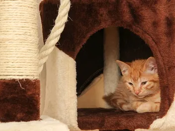 5 DIY Cat Tunnels You Can Make Today (With Pictures)