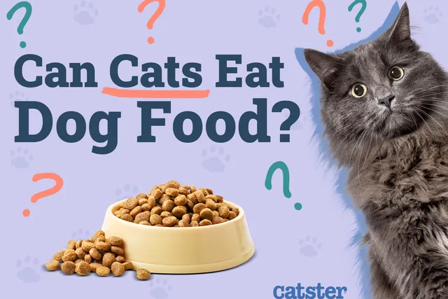 Can Cats Eat Dog Food? Vet-Reviewed Nutritional Facts & FAQ