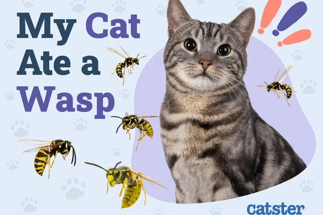 My Cat Ate a Wasp: Is It Dangerous? Vet Reviewed Signs & Treatments