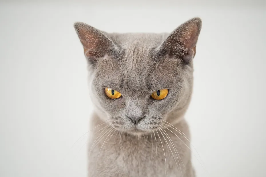 angry cat close up